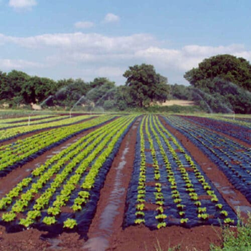 Film BioAgri mulch - Purchase Order required